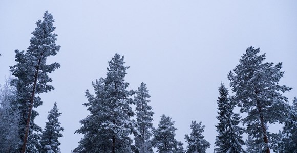 Europaforum Norra Sverige har svarat på samråd om skogsövervakning 
