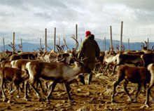 Renägarnas förutsättningar